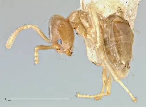 Chronoxenus wroughtonii specimen FOCOL2788 image focol2788_2