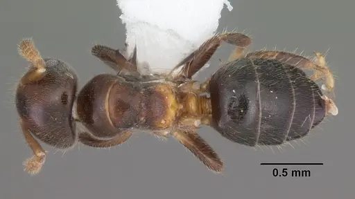 Cladomyrma andrei specimen CASENT0010855 image casent0010855_1