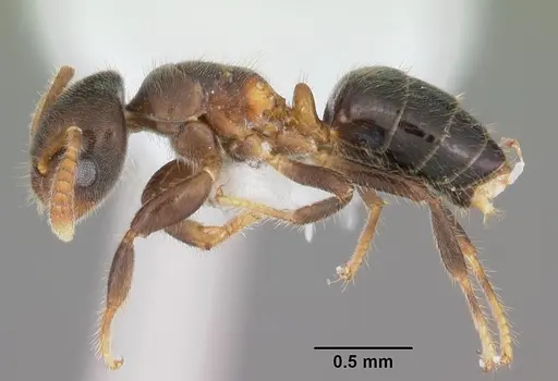 Cladomyrma andrei specimen CASENT0010855 image casent0010855_3