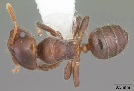 Cladomyrma andrei specimen CASENT0010936 image casent0010936_1