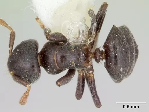 Cladomyrma andrei specimen CASENT0173912 image casent0173912_1
