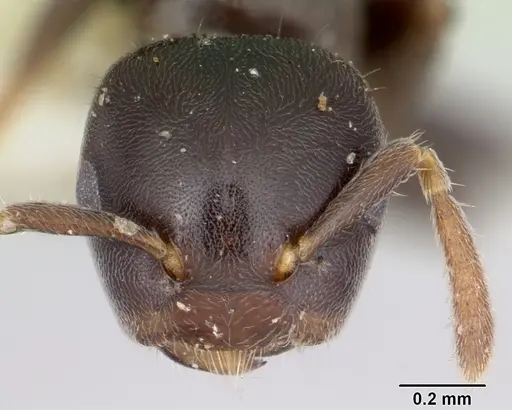 Cladomyrma andrei specimen CASENT0173912 image casent0173912_2