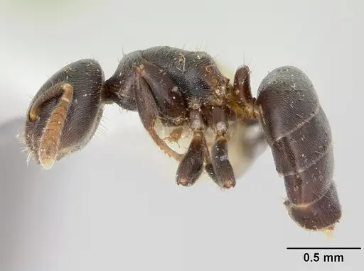 Cladomyrma andrei specimen CASENT0173912 image casent0173912_3