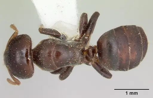 Cladomyrma andrei specimen CASENT0173913 image casent0173913_1