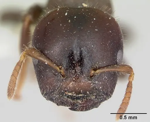 Cladomyrma andrei specimen CASENT0173913 image casent0173913_2