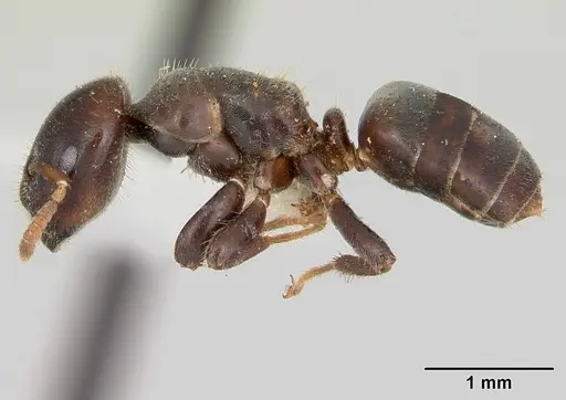 Cladomyrma andrei specimen CASENT0173913 image casent0173913_3