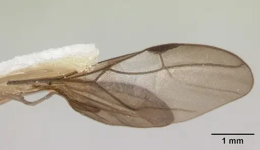 Cladomyrma andrei specimen CASENT0173913 image casent0173913_4