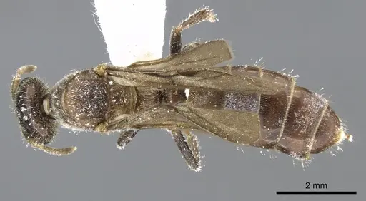 Cladomyrma andrei specimen CASENT0903186 image casent0903186_1