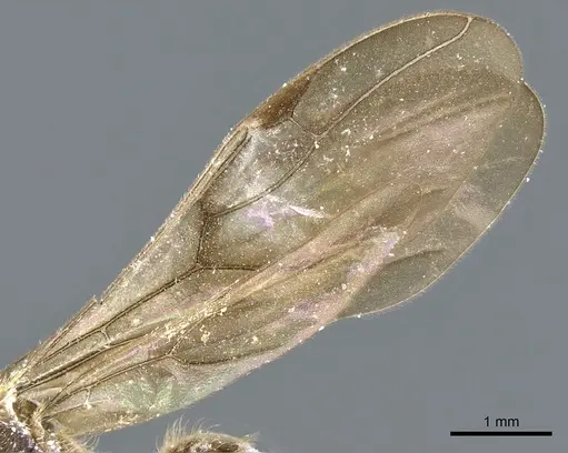 Cladomyrma andrei specimen CASENT0903186 image casent0903186_4