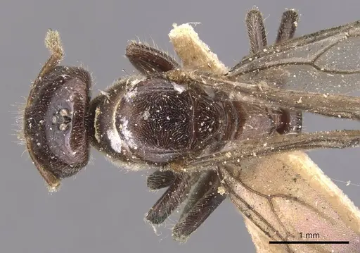 Cladomyrma andrei specimen CASENT0905172 image casent0905172_1