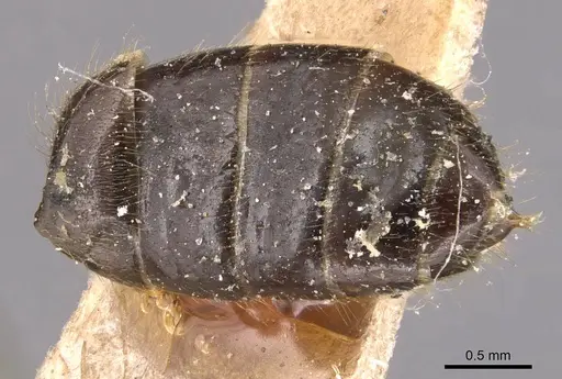 Cladomyrma andrei specimen CASENT0905172 image casent0905172_2