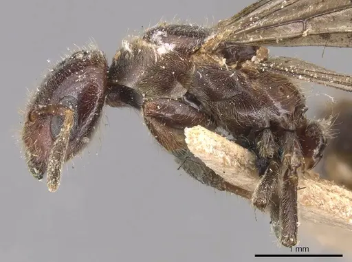 Cladomyrma andrei specimen CASENT0905172 image casent0905172_4