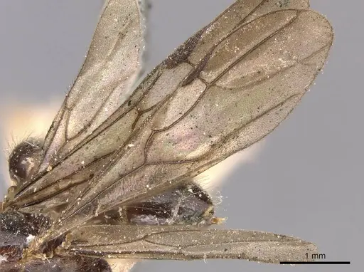 Cladomyrma andrei specimen CASENT0905172 image casent0905172_5
