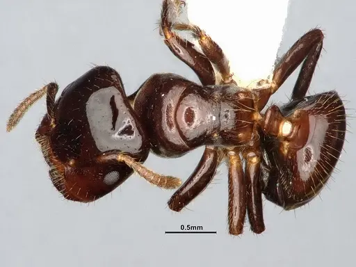 Cladomyrma andrei specimen CASENT4031892 image casent4031892_1