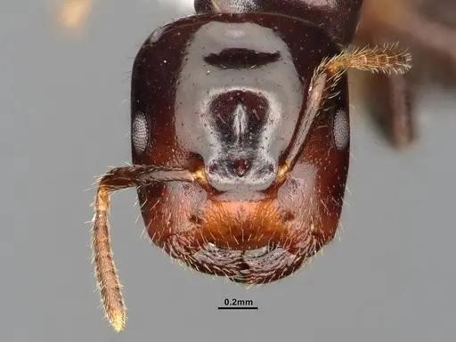 Cladomyrma andrei specimen CASENT4031892 image casent4031892_2