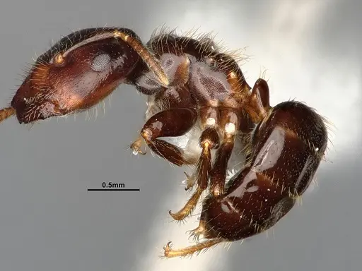 Cladomyrma andrei specimen CASENT4031892 image casent4031892_3