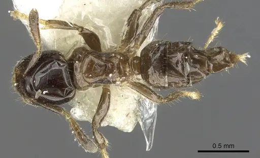 Cladomyrma aurochaetae specimen CASENT0903190 image casent0903190_1