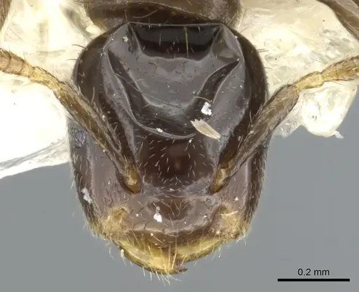 Cladomyrma aurochaetae specimen CASENT0903190 image casent0903190_2