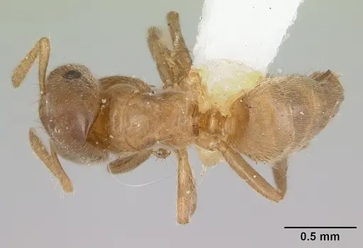 Cladomyrma crypteroniae specimen CASENT0173916 image casent0173916_1
