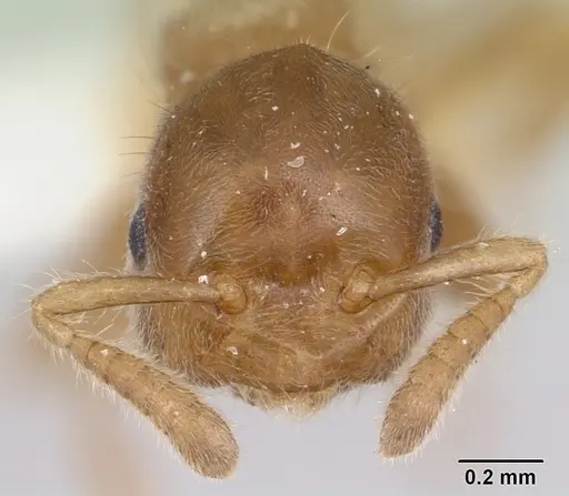 Cladomyrma crypteroniae specimen CASENT0173916 image casent0173916_2
