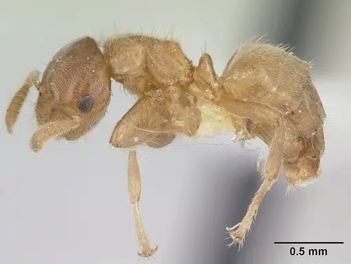 Cladomyrma crypteroniae specimen CASENT0173916 image casent0173916_3