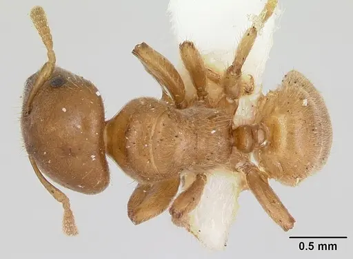 Cladomyrma crypteroniae specimen CASENT0173917 image casent0173917_1