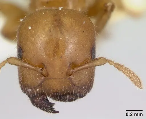 Cladomyrma crypteroniae specimen CASENT0173917 image casent0173917_2