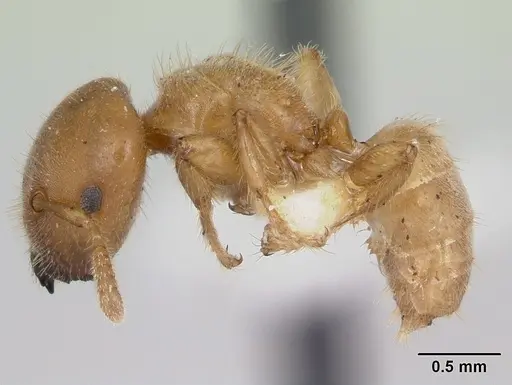 Cladomyrma crypteroniae specimen CASENT0173917 image casent0173917_3