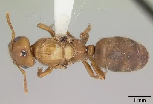 Cladomyrma crypteroniae specimen CASENT0173918 image casent0173918_1