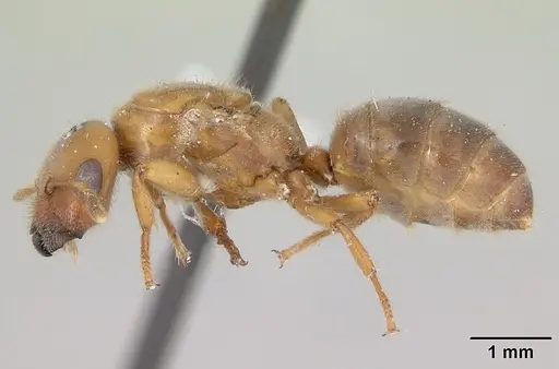 Cladomyrma crypteroniae specimen CASENT0173918 image casent0173918_3