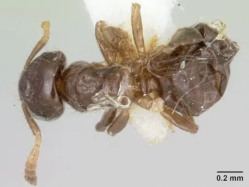 Cladomyrma dianeae specimen CASENT0173914 image casent0173914_1