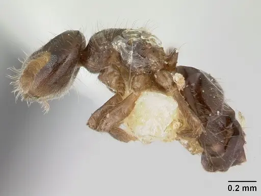 Cladomyrma dianeae specimen CASENT0173914 image casent0173914_3