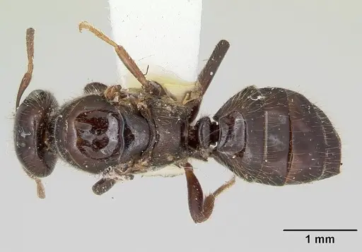 Cladomyrma dianeae specimen CASENT0173915 image casent0173915_1