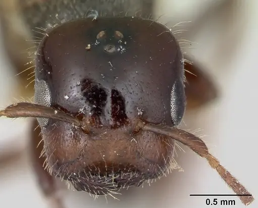 Cladomyrma dianeae specimen CASENT0173915 image casent0173915_2