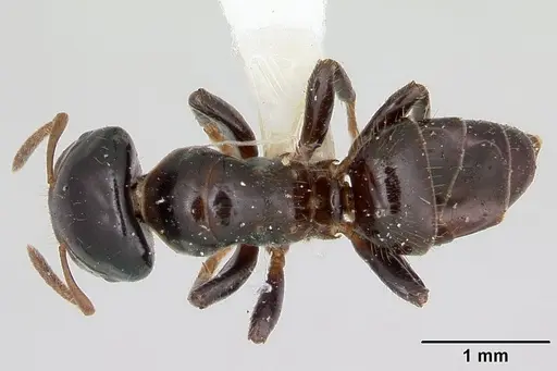 Cladomyrma hewitti specimen CASENT0173906 image casent0173906_1