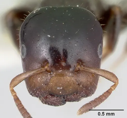 Cladomyrma hewitti specimen CASENT0173906 image casent0173906_2