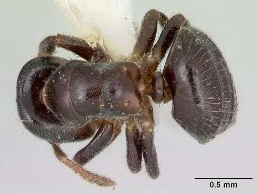 Cladomyrma hewitti specimen CASENT0173907 image casent0173907_1