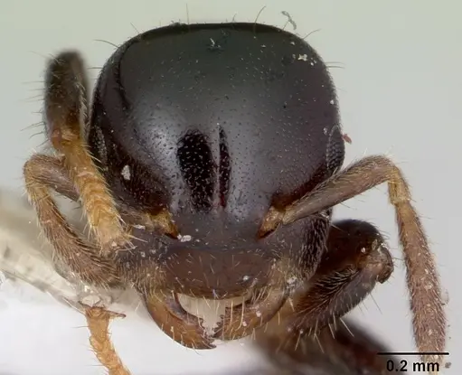 Cladomyrma hewitti specimen CASENT0173907 image casent0173907_2