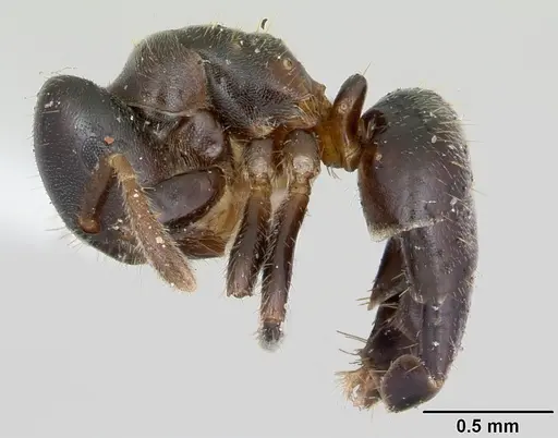 Cladomyrma hewitti specimen CASENT0173907 image casent0173907_3