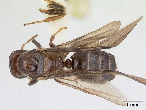 Cladomyrma hewitti specimen CASENT0173908 image casent0173908_1