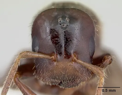 Cladomyrma hewitti specimen CASENT0173908 image casent0173908_2