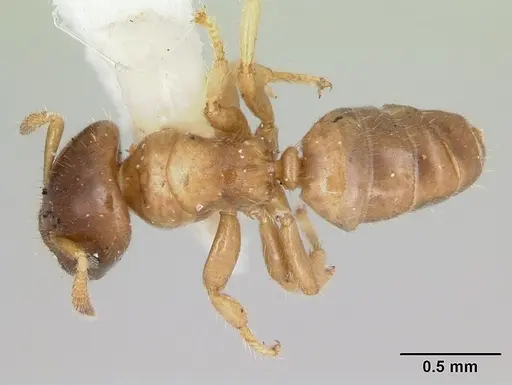 Cladomyrma hobbyi specimen CASENT0173909 image casent0173909_1