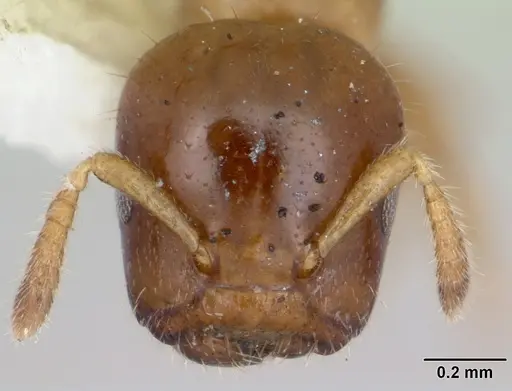Cladomyrma hobbyi specimen CASENT0173909 image casent0173909_2