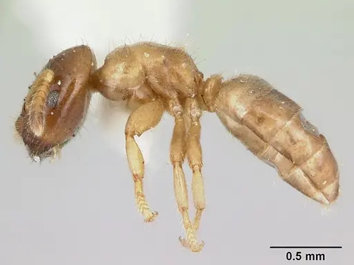 Cladomyrma hobbyi specimen CASENT0173909 image casent0173909_3