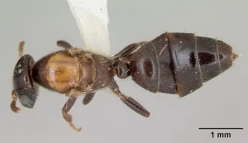 Cladomyrma hobbyi specimen CASENT0173910 image casent0173910_1