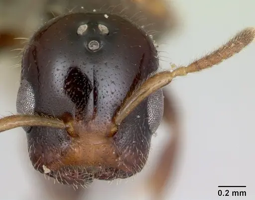 Cladomyrma hobbyi specimen CASENT0173910 image casent0173910_2