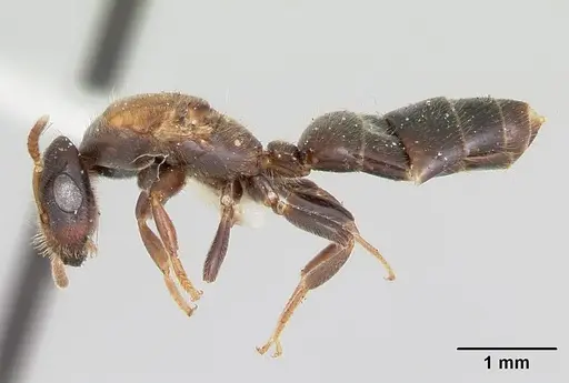 Cladomyrma hobbyi specimen CASENT0173910 image casent0173910_3