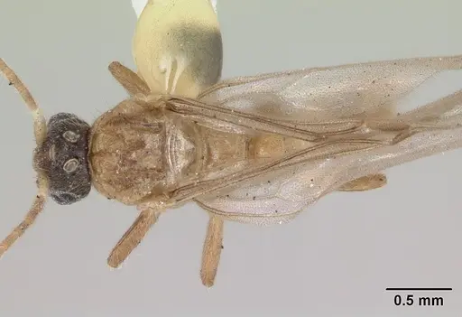 Cladomyrma hobbyi specimen CASENT0173911 image casent0173911_1