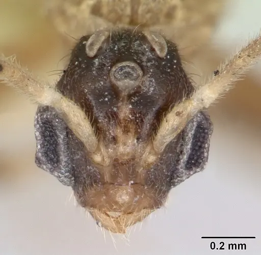 Cladomyrma hobbyi specimen CASENT0173911 image casent0173911_2