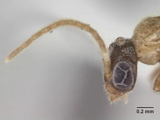 Cladomyrma hobbyi specimen CASENT0173911 image casent0173911_3